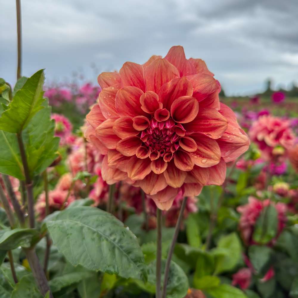 Dahlia 'BV’s Dusty Orange'